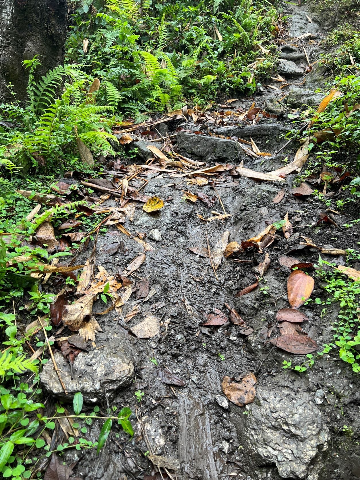 A moment from the muddy downhill—ill-equipped, but undeterred. Slipping through the forest, each fall taught me more than comfort ever could.
