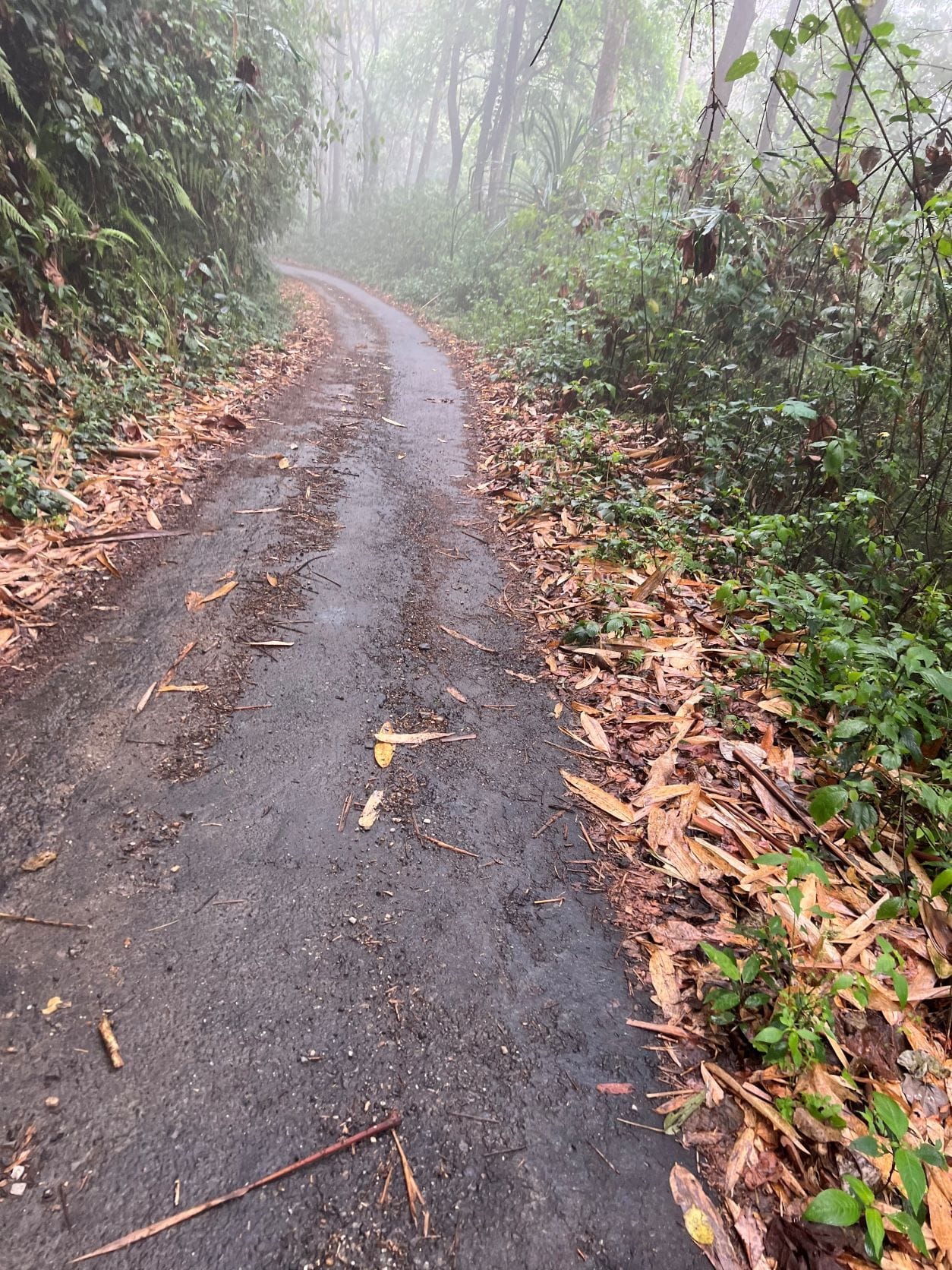 A sun-dappled forest clearing with the guide, Dinesh, leading the way—calm, composed, and sure-footed. His reassuring presence made the steep paths less daunting, a silent constant amid the hike’s unredictable turns