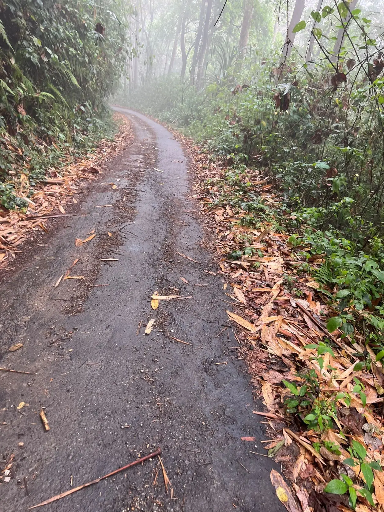 A sun-dappled forest clearing with the guide, Dinesh, leading the way—calm, composed, and sure-footed. His reassuring presence made the steep paths less daunting, a silent constant amid the hike’s unredictable turns